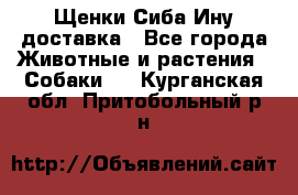 Щенки Сиба Ину доставка - Все города Животные и растения » Собаки   . Курганская обл.,Притобольный р-н